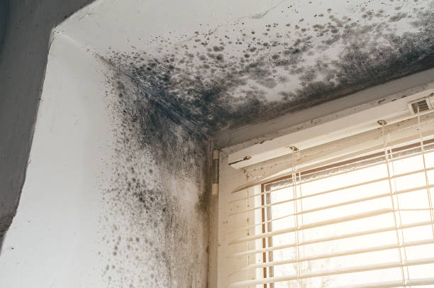 Trusted Commercial Mold Remediation service in Elon, NC - Cheap Mold Removal